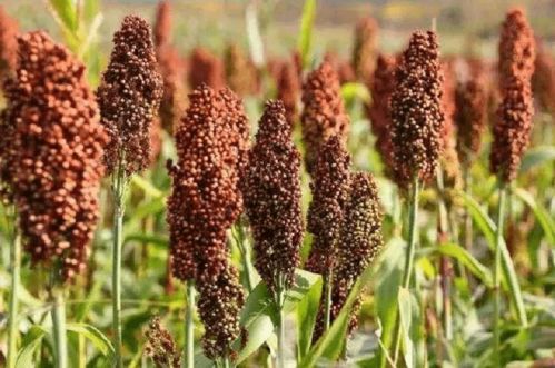 2021年我國(guó)糖料產(chǎn)業(yè)簡(jiǎn)析 甘蔗和甜菜成為主要糖料作物